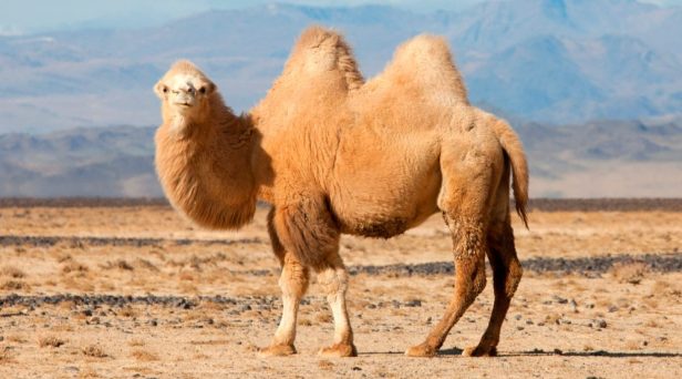 camello-animal-raro-del-desierto