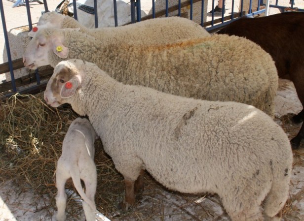 korban-sheep-768x561