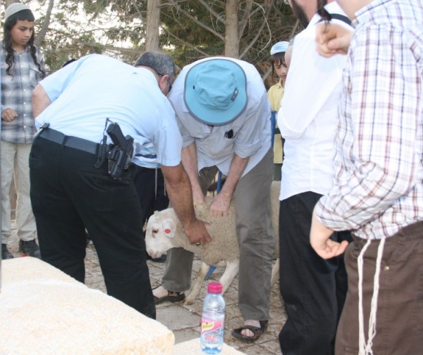 Revisión del cordero pascual.jpg