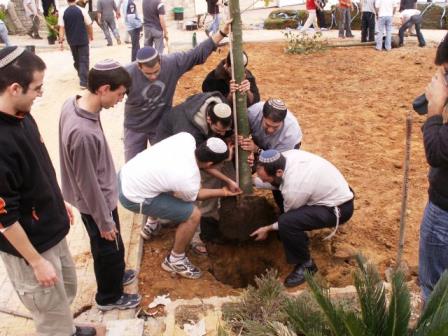 enlace-judio-mundo-judc3ado-celebra-mac3b1ana-te2809du-bishvat-fiesta-ecolc3b3gica-conocida-como-ac3b1o-nuevo-de-los-c381rboles