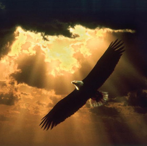 soaring_eagle