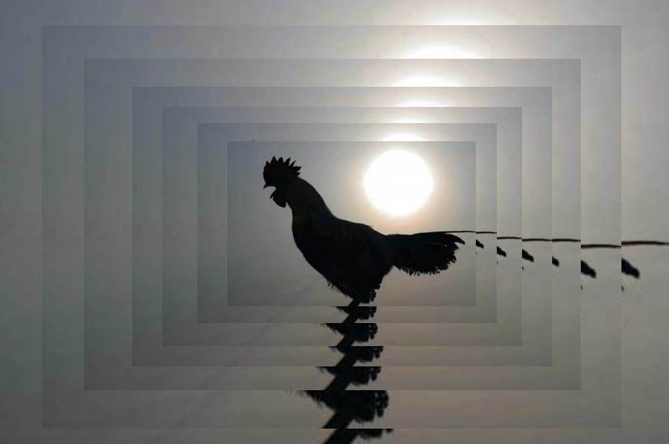 7.- «Detalles»: Antes que Cante el Gallo – Buscando lo Escondido