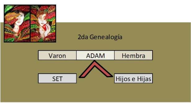 2 genealogia Adam