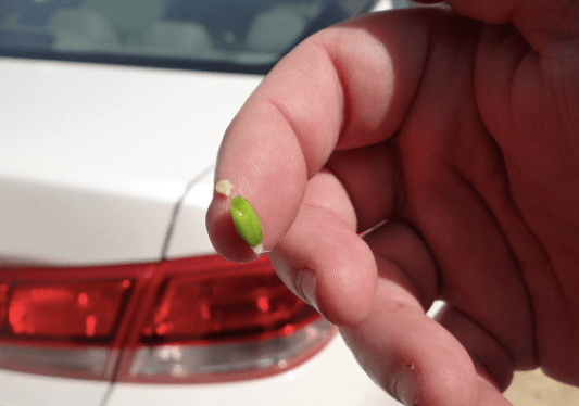 Captura de Pantalla 2020-03-20 a la(s) 21.12.07